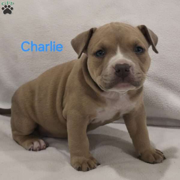 Charlie, American Bully Puppy